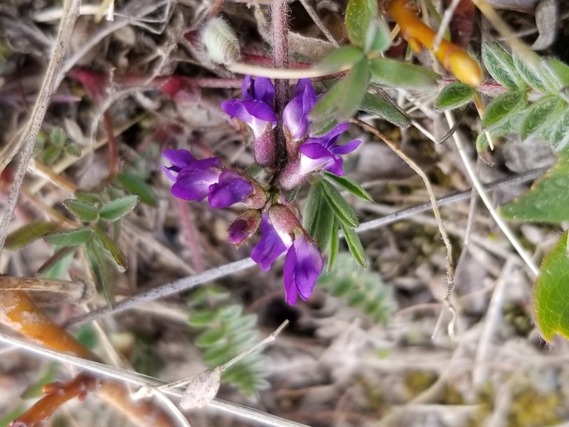 Oxytropis arctica subsp. arctica photo 2