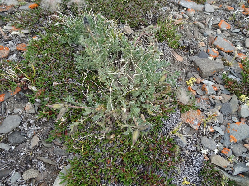 Oxytropis arctica subsp. arctica photo 3