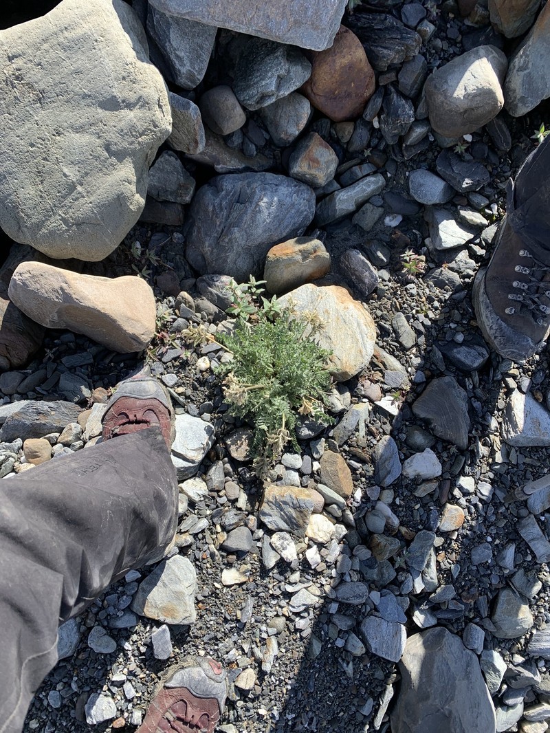 Oxytropis arctica subsp. arctica photo 4