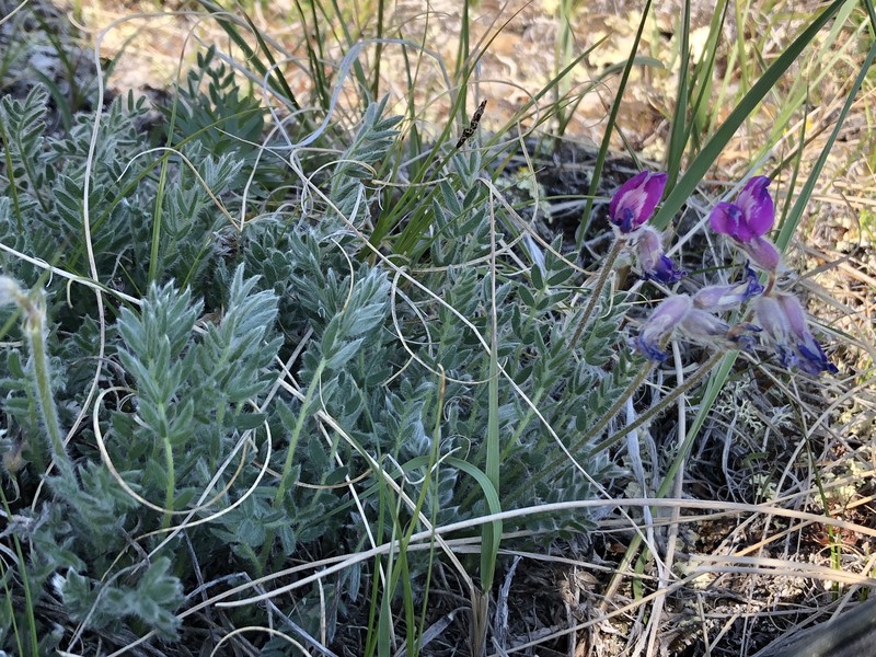 Oxytropis arctica subsp. arctica photo 5