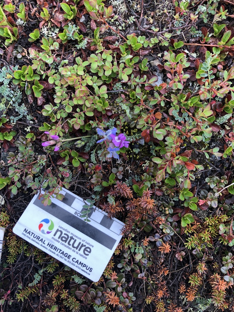 Oxytropis arctica subsp. arctica photo 6
