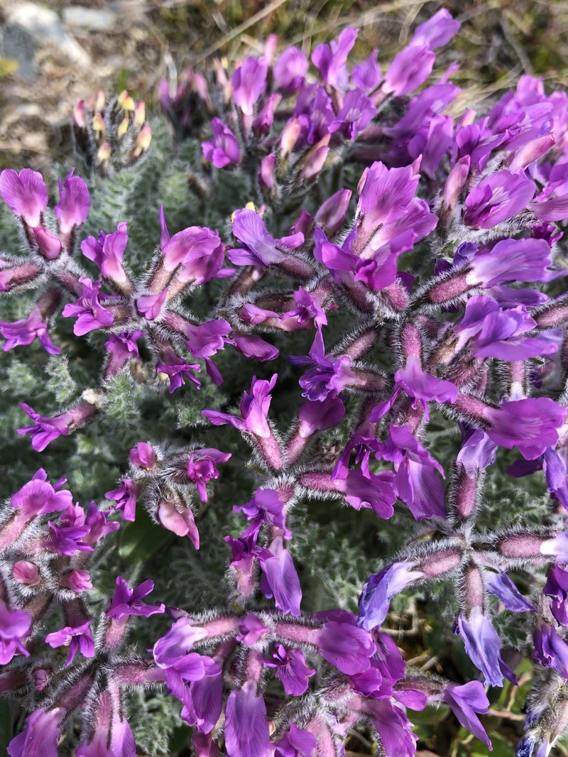 Oxytropis arctica subsp. arctica photo 7