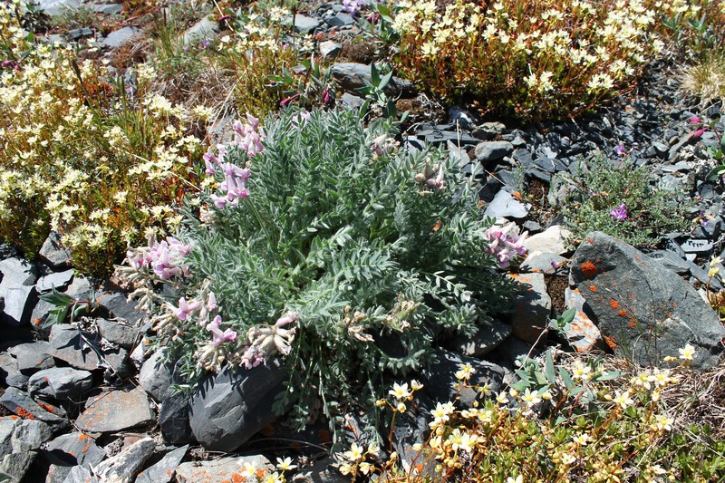 Oxytropis arctica subsp. arctica photo 8