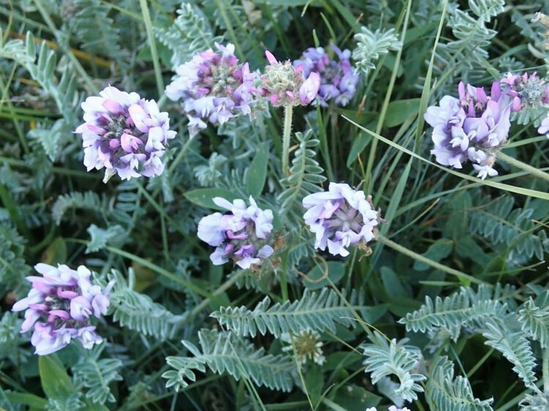 Oxytropis armeniaca