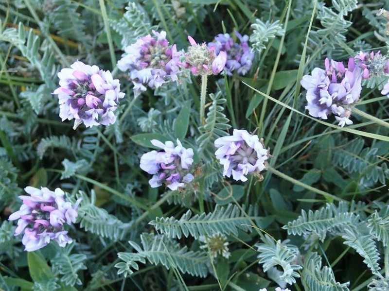 Oxytropis armeniaca photo 2