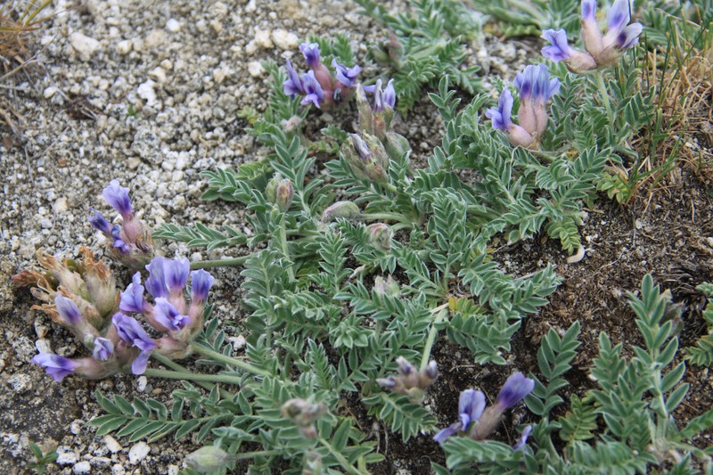 Oxytropis assiensis photo 2