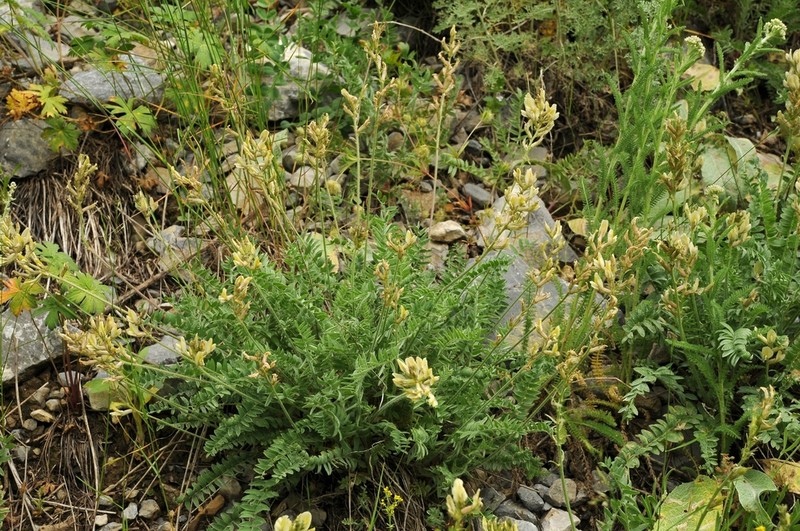 Oxytropis aulieatensis