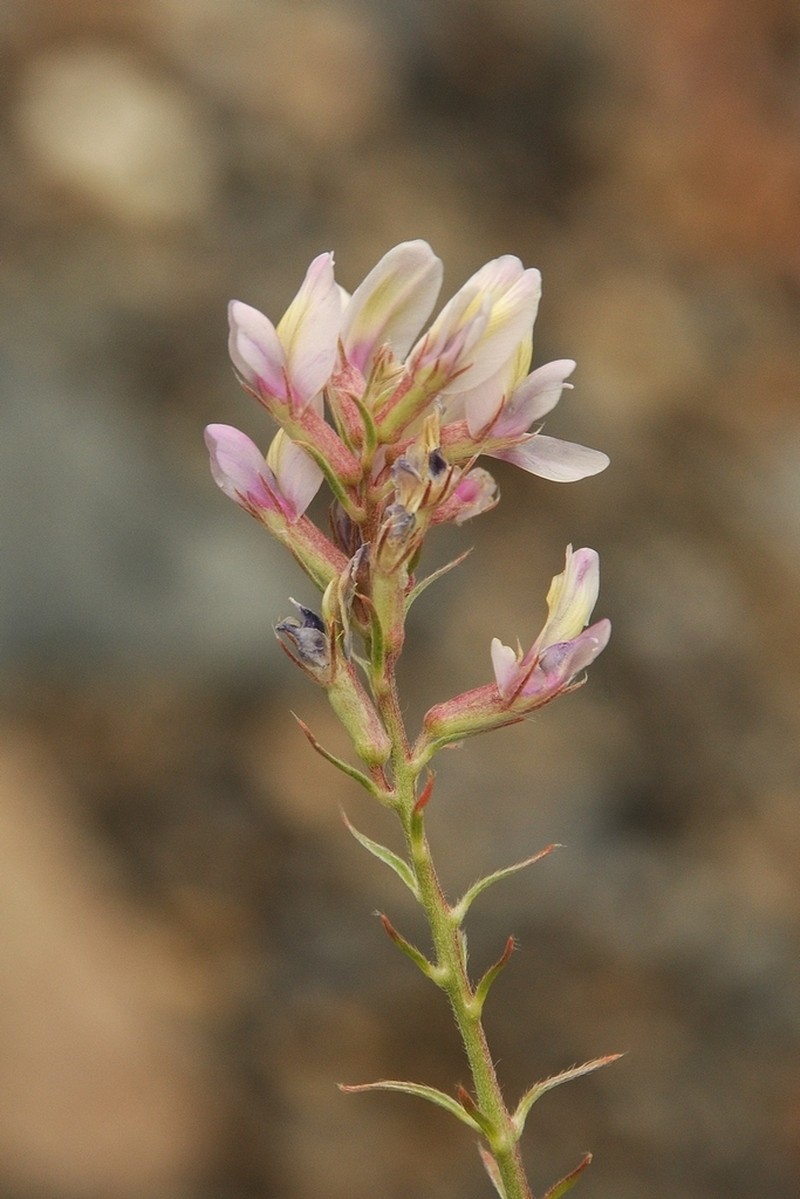 Oxytropis aulieatensis photo 2