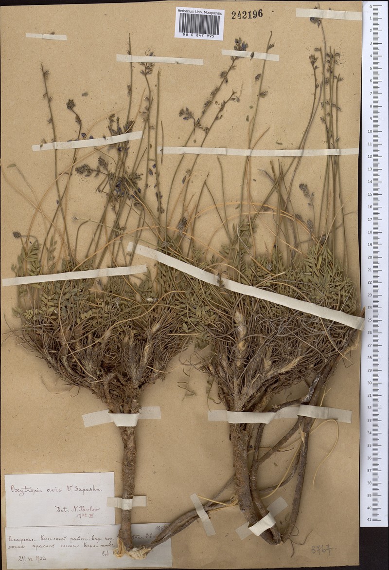 Oxytropis avis photo 2