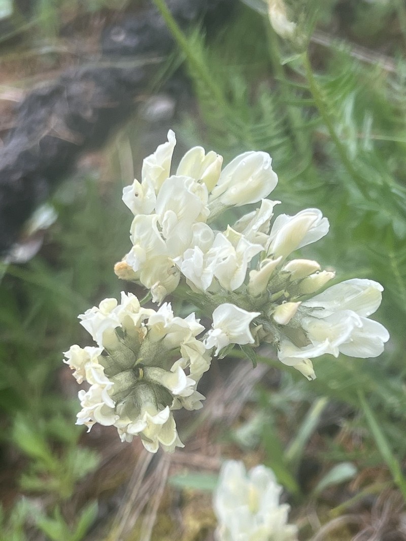 Oxytropis baicalia