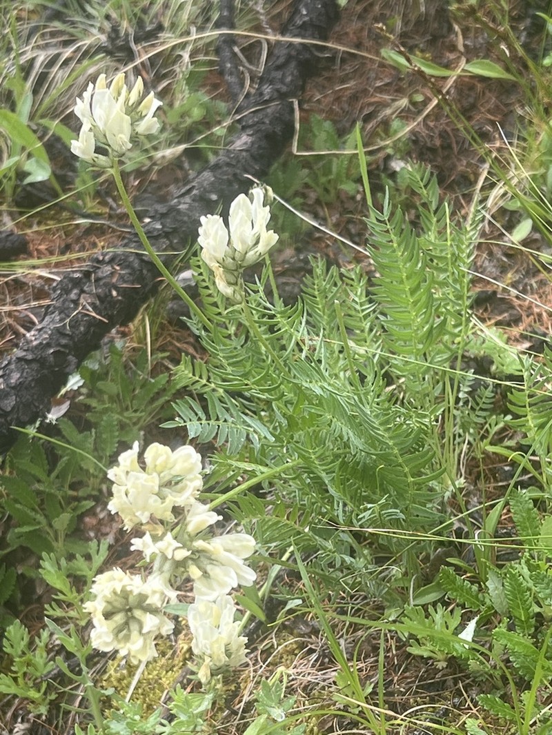Oxytropis baicalia photo 2