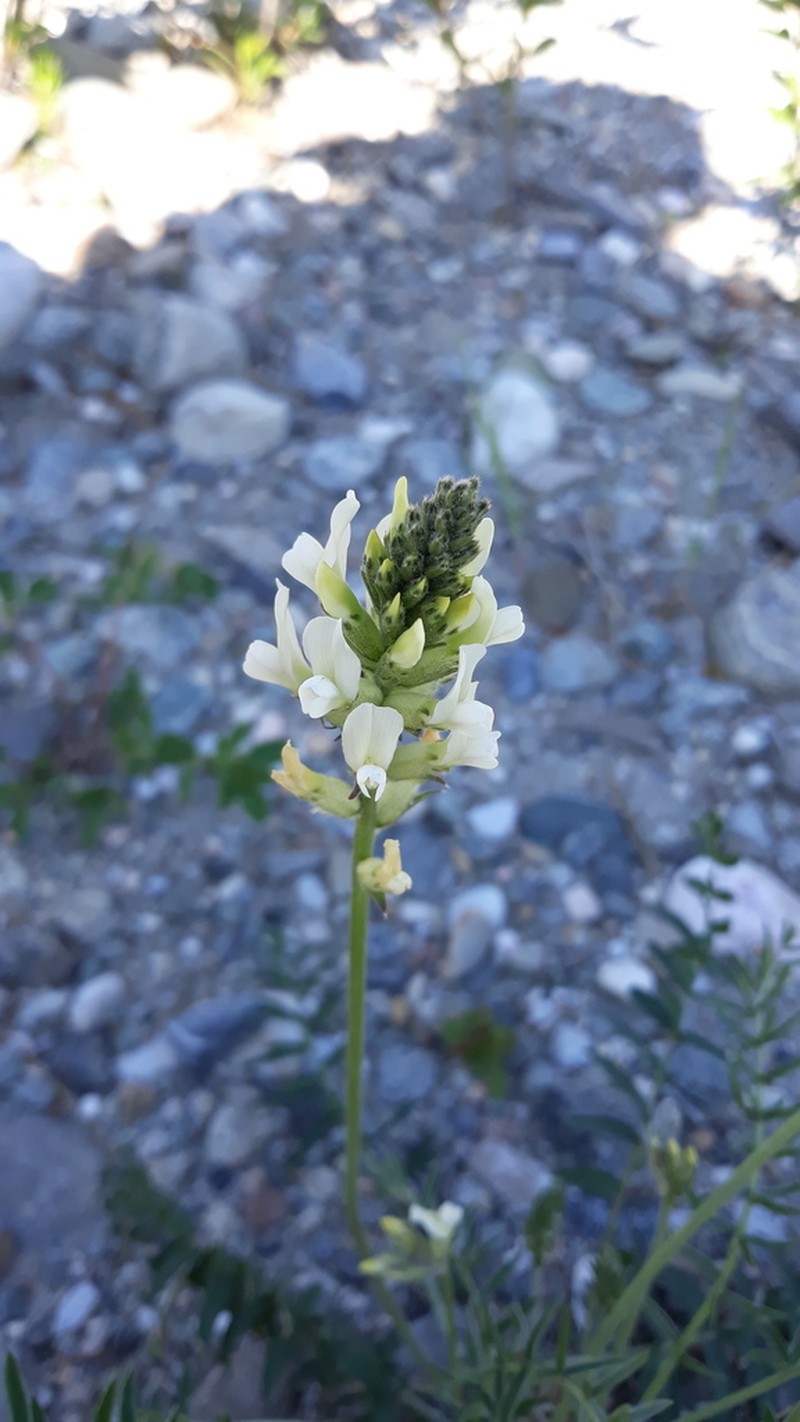 Oxytropis baicalia photo 3