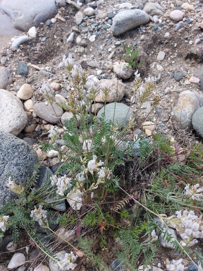 Oxytropis baicalia photo 4