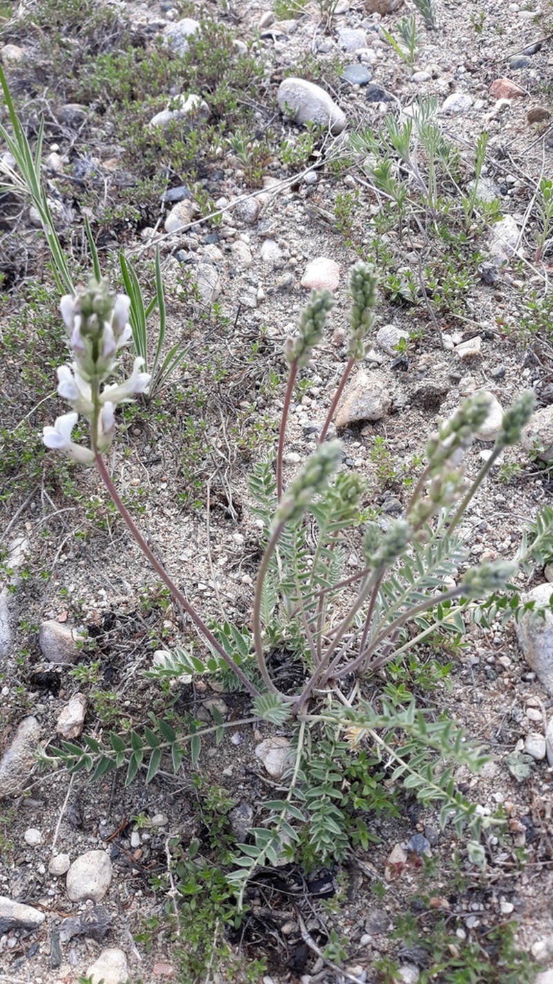 Oxytropis baicalia photo 5