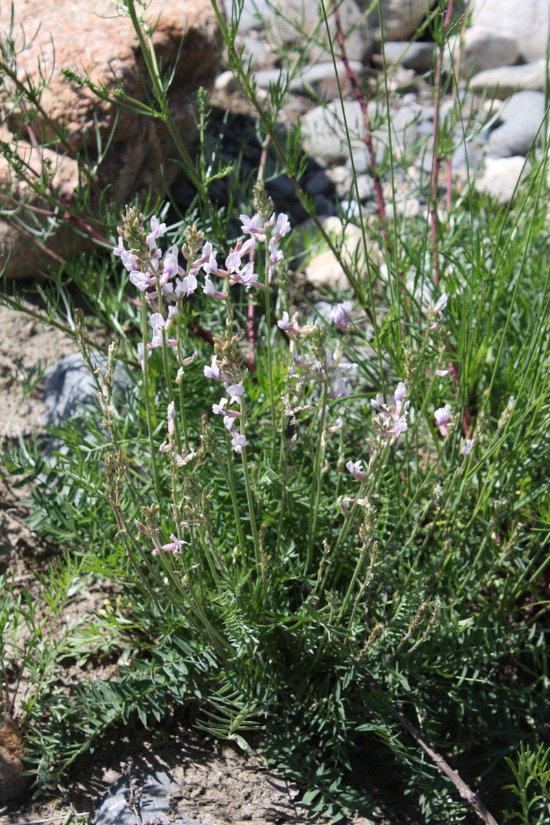 Oxytropis baicalia photo 6