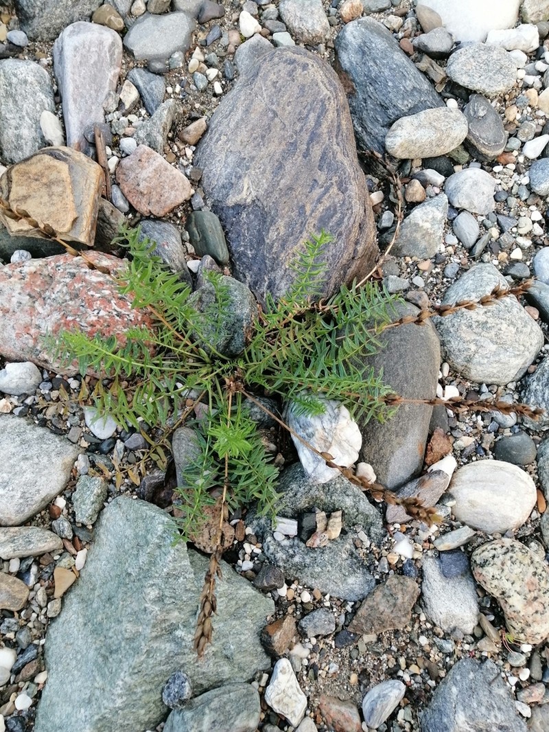 Oxytropis baicalia photo 7