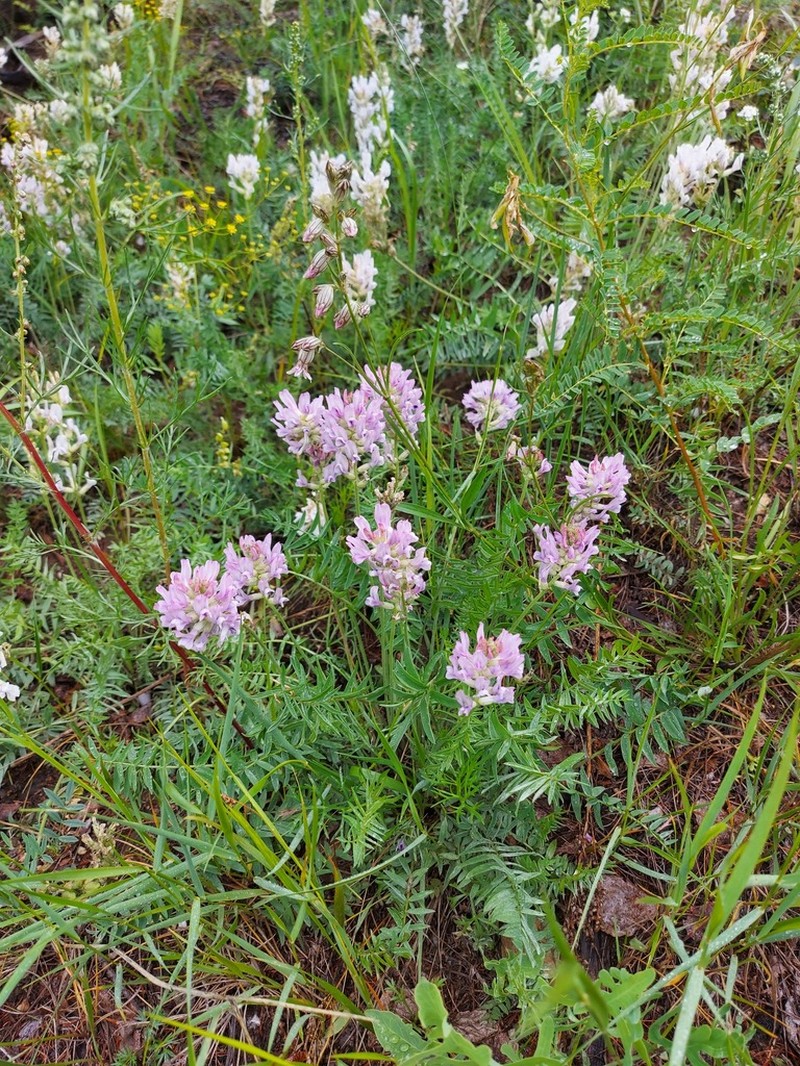 Oxytropis baicalia photo 8