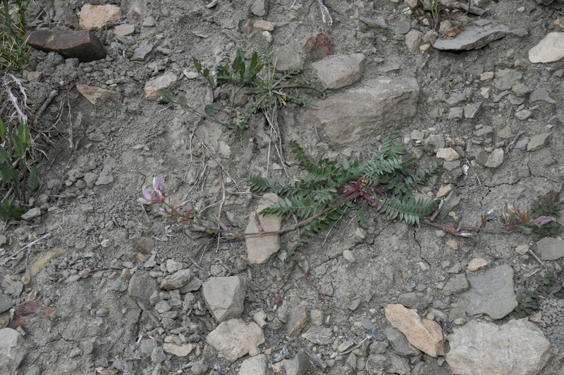 Oxytropis baissunensis