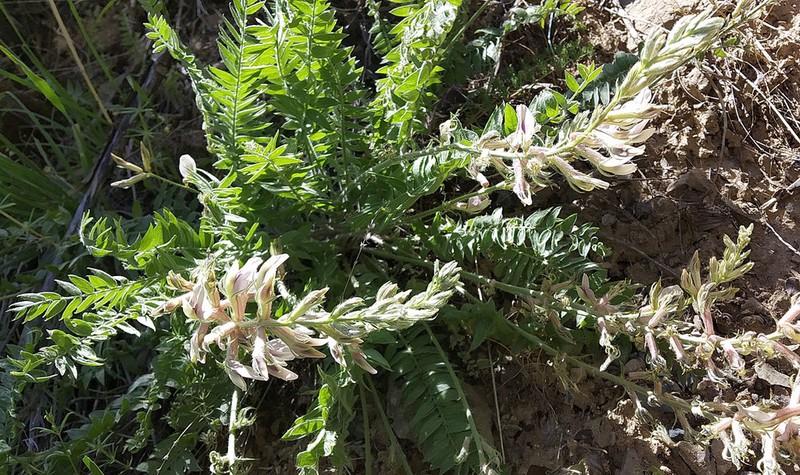 Oxytropis baissunensis photo 2