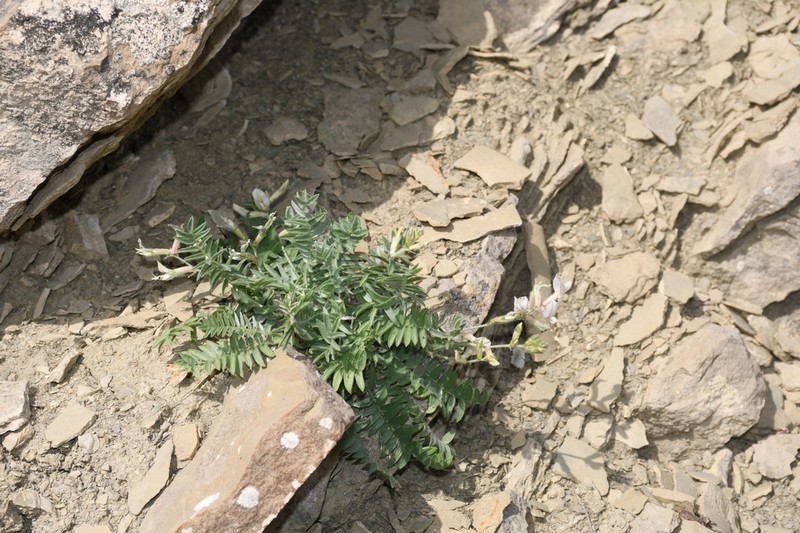 Oxytropis baissunensis photo 3
