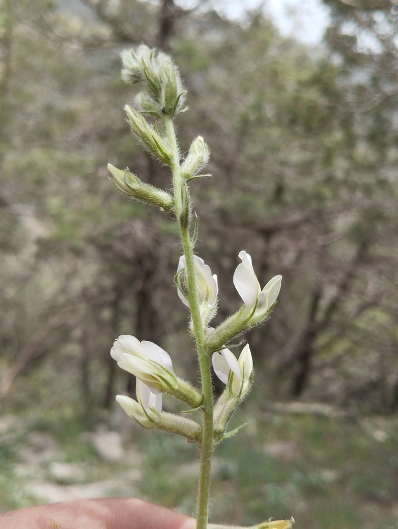 Oxytropis baissunensis photo 4