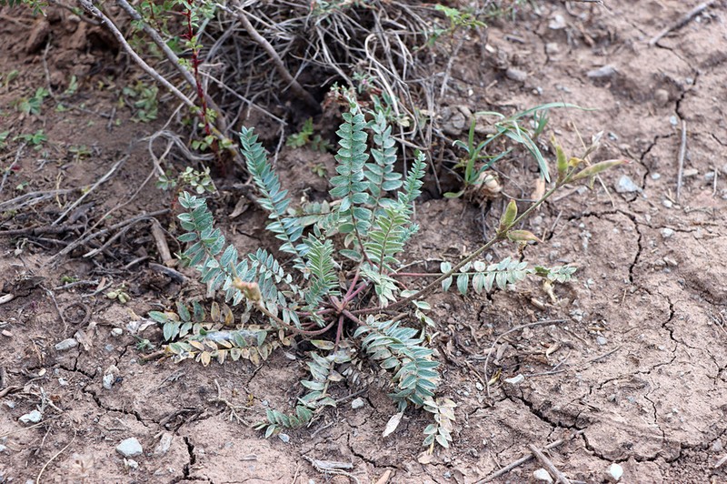 Oxytropis baissunensis photo 5