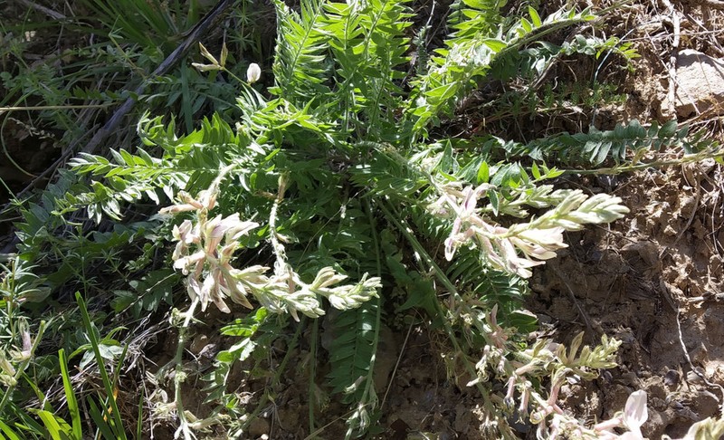 Oxytropis baissunensis photo 7
