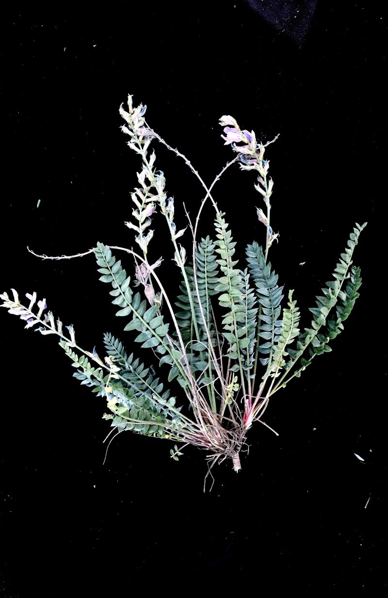 Oxytropis baissunensis photo 8