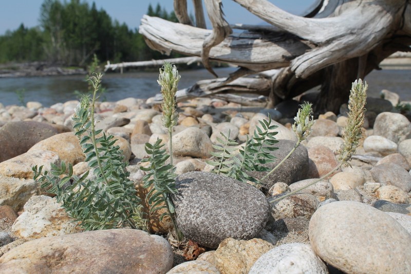 Oxytropis bargusinensis photo 2