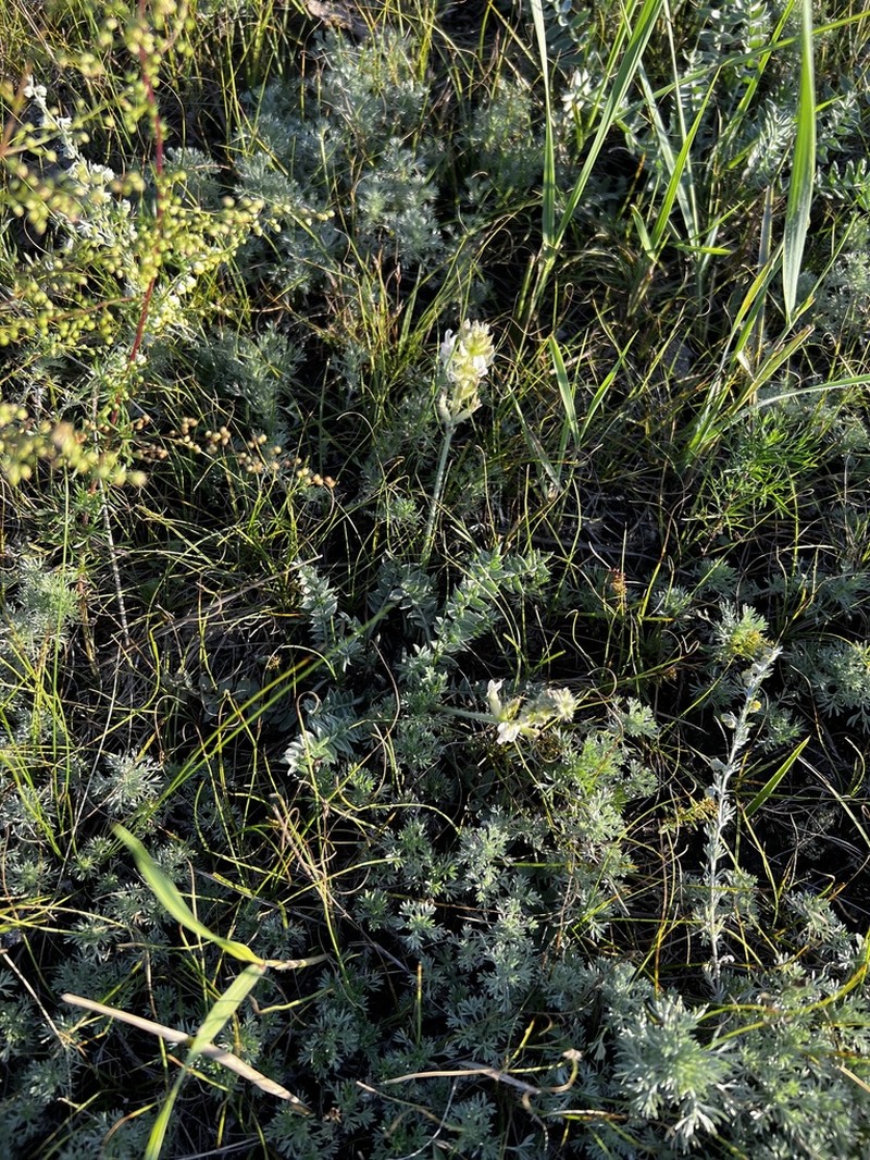 Oxytropis bargusinensis photo 3