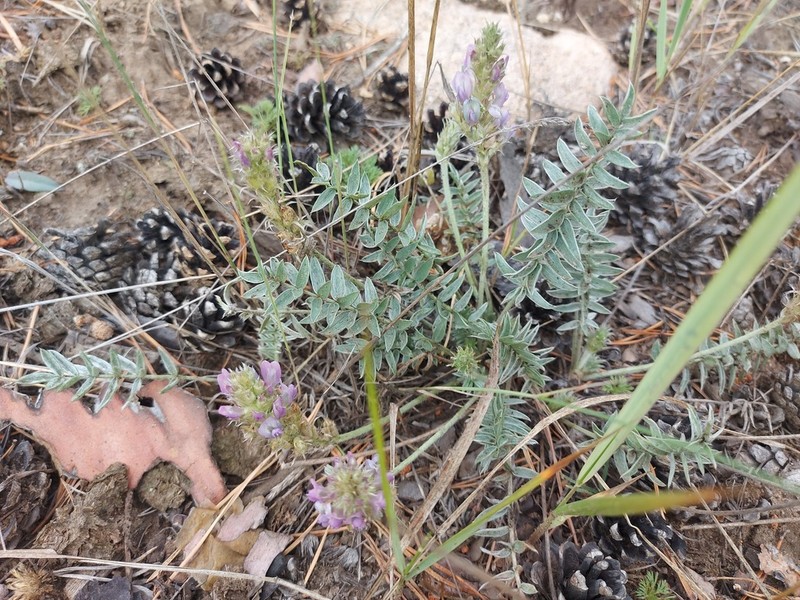 Oxytropis bargusinensis photo 4