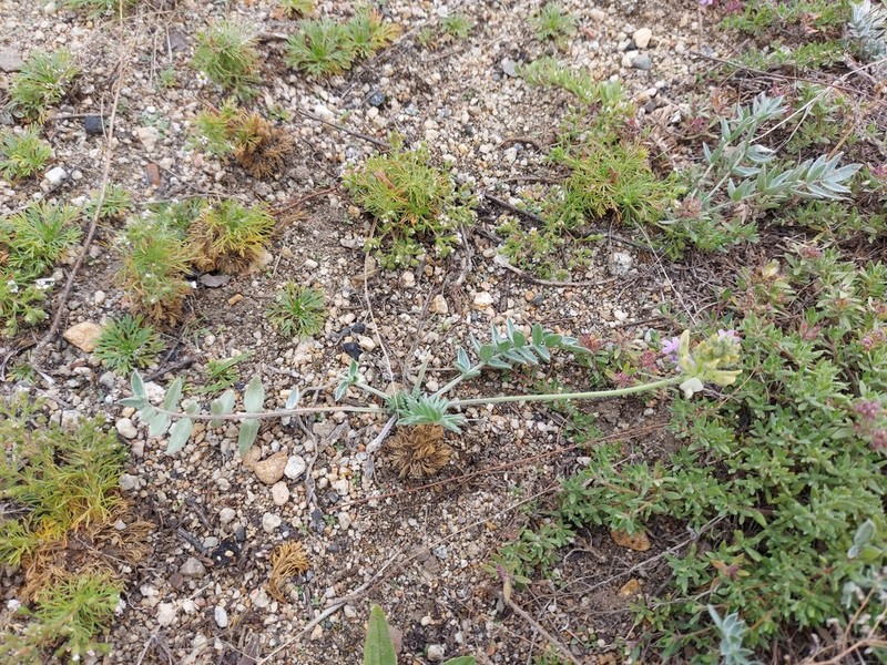 Oxytropis bargusinensis photo 5