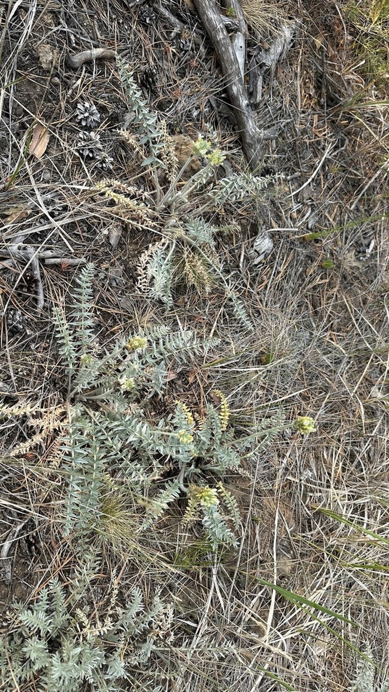 Oxytropis bargusinensis photo 6