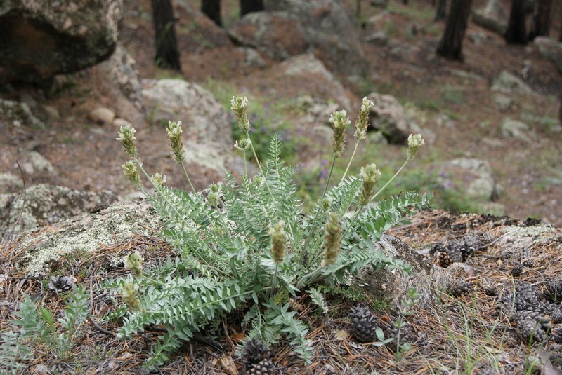 Oxytropis bargusinensis photo 7