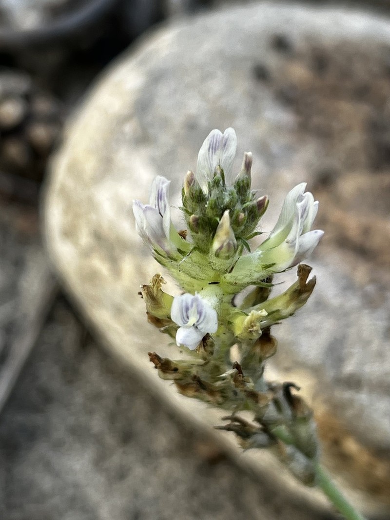 Oxytropis bargusinensis photo 8