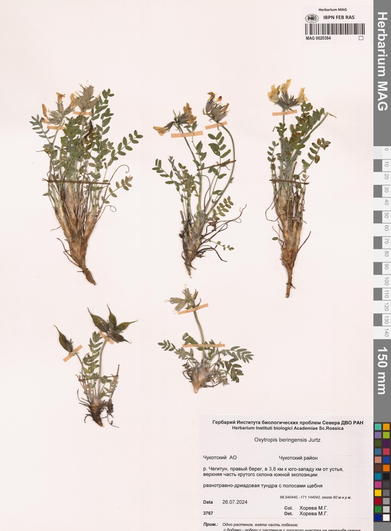 Oxytropis beringensis