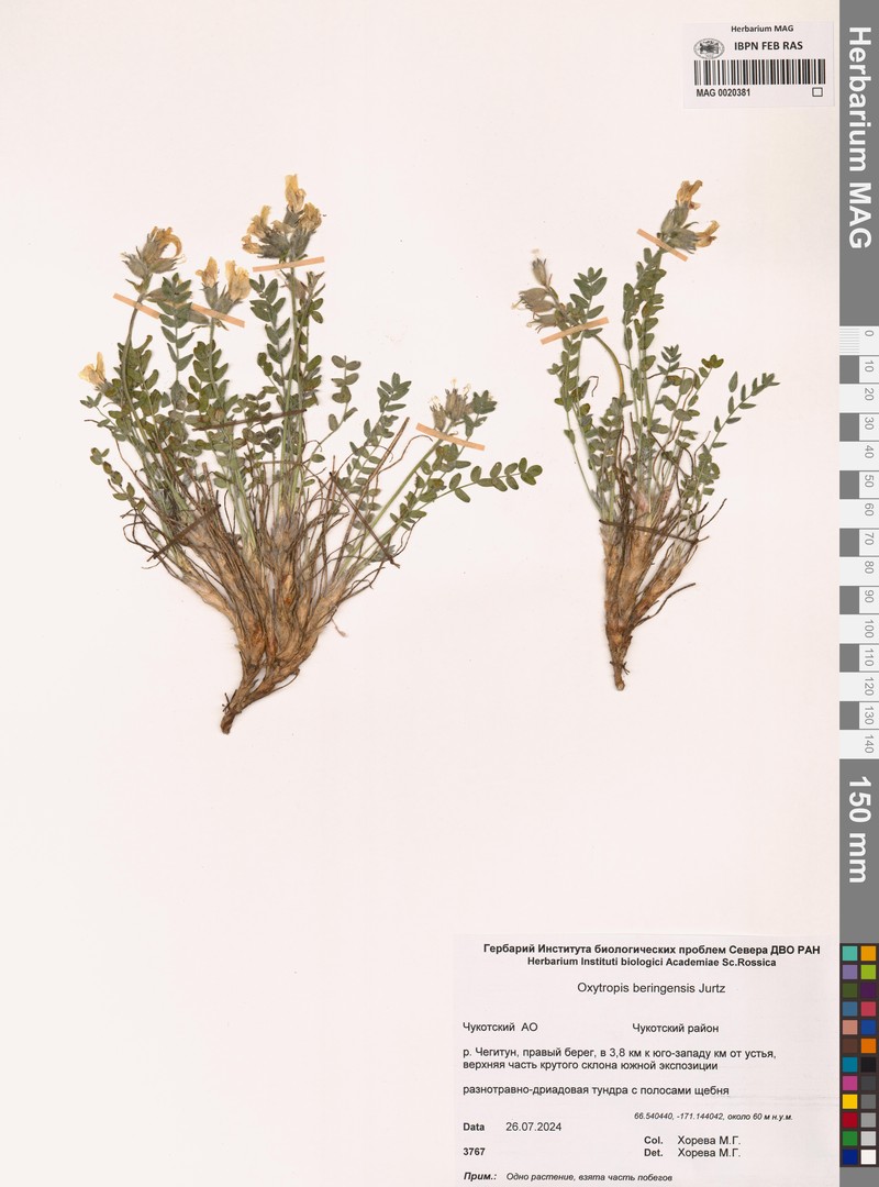 Oxytropis beringensis photo 2