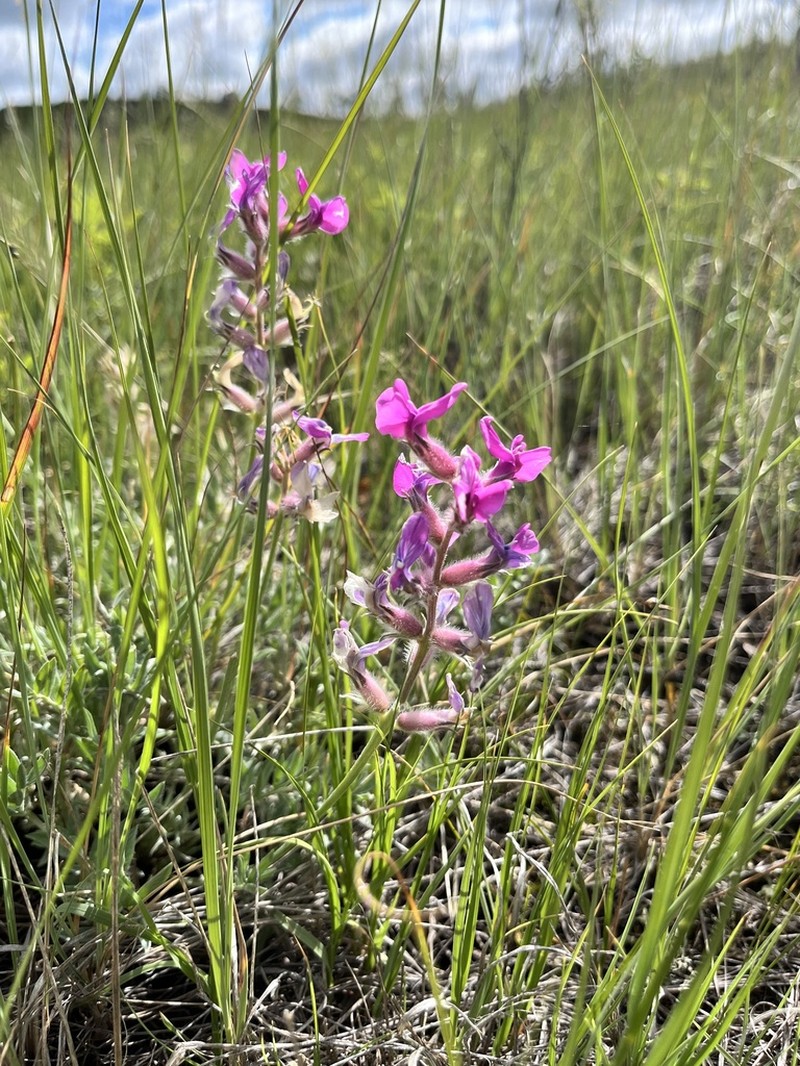 Bessey's Locoweed