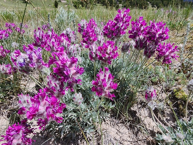 Bessey's Locoweed photo 2