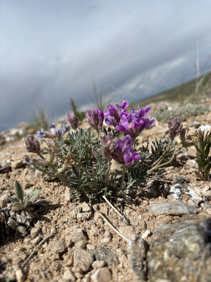 Bessey's Locoweed photo 3