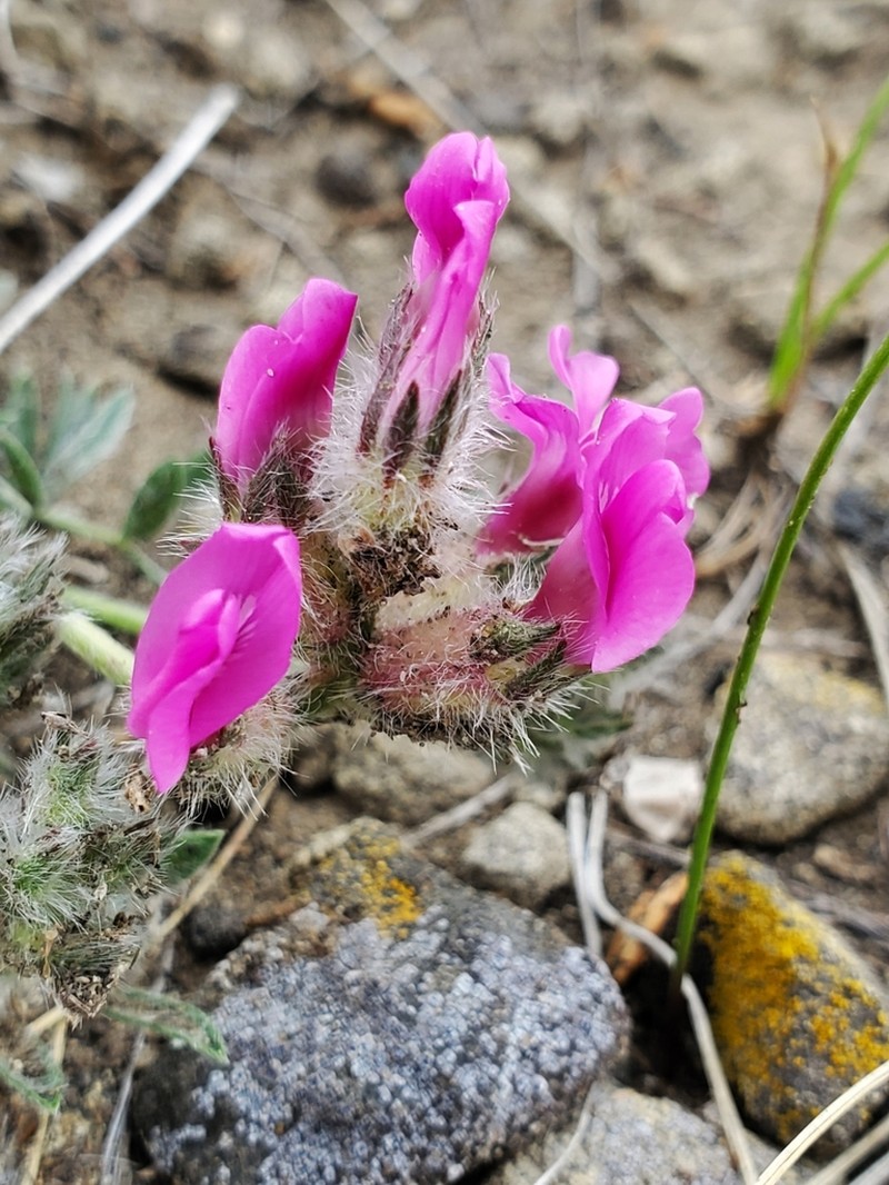 Bessey's Locoweed photo 4