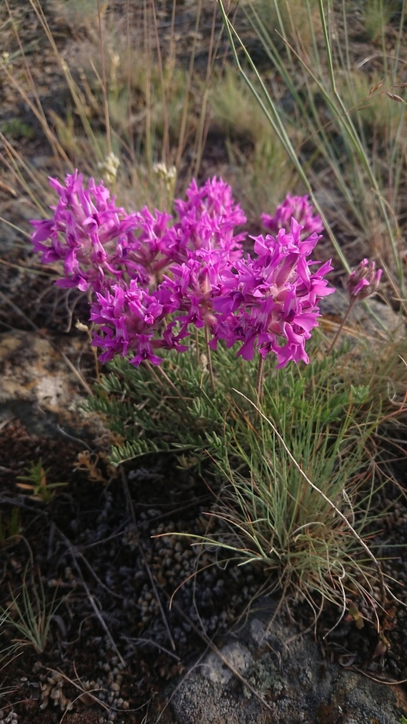 Bessey's Locoweed photo 5