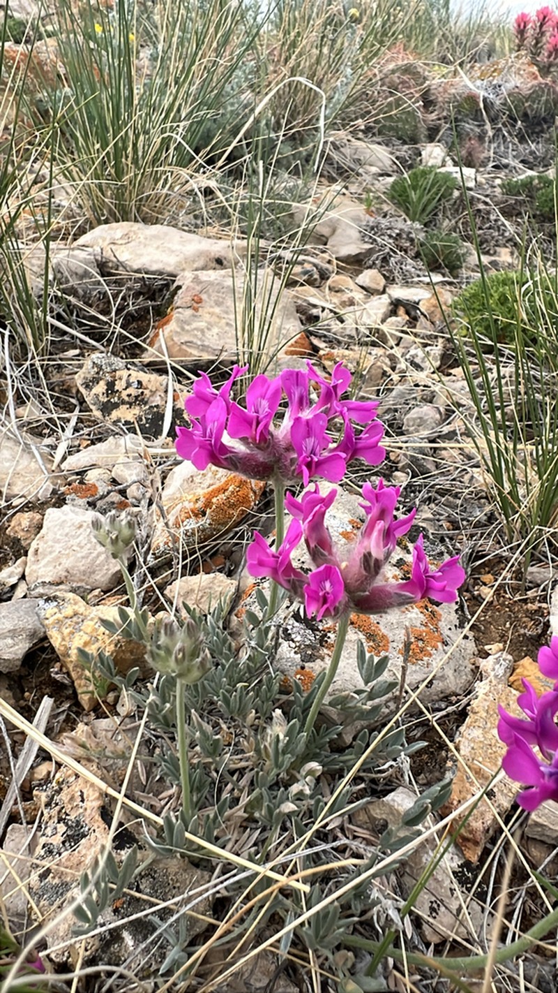 Bessey's Locoweed photo 6