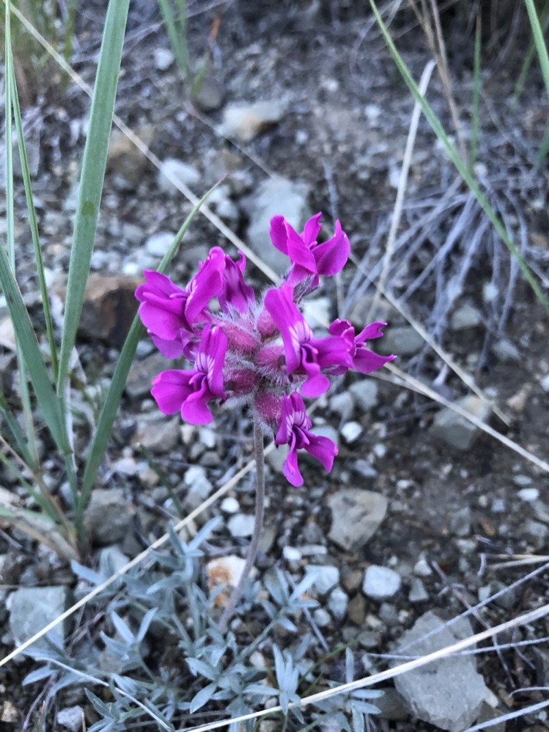 Bessey's Locoweed photo 7