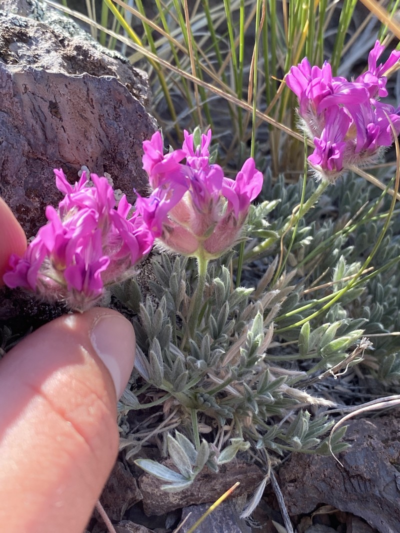 Oxytropis besseyi var. argophylla