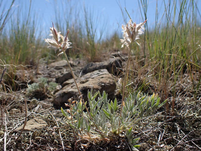 Oxytropis besseyi var. argophylla photo 2