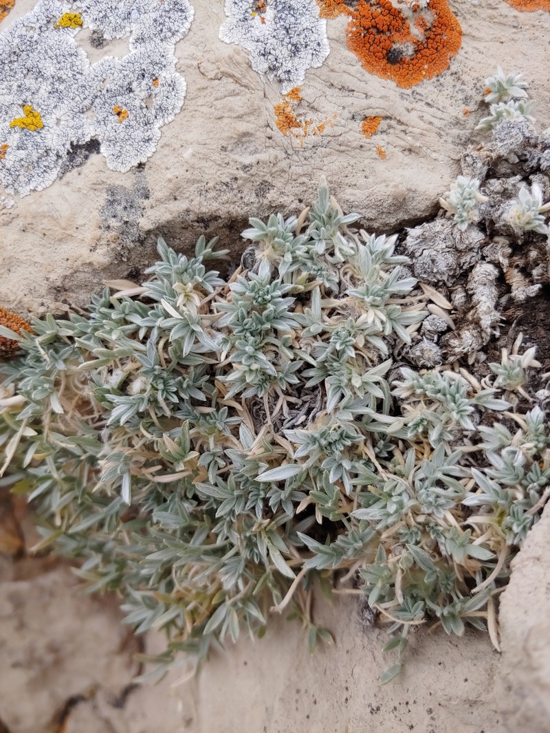 Oxytropis besseyi var. argophylla photo 3