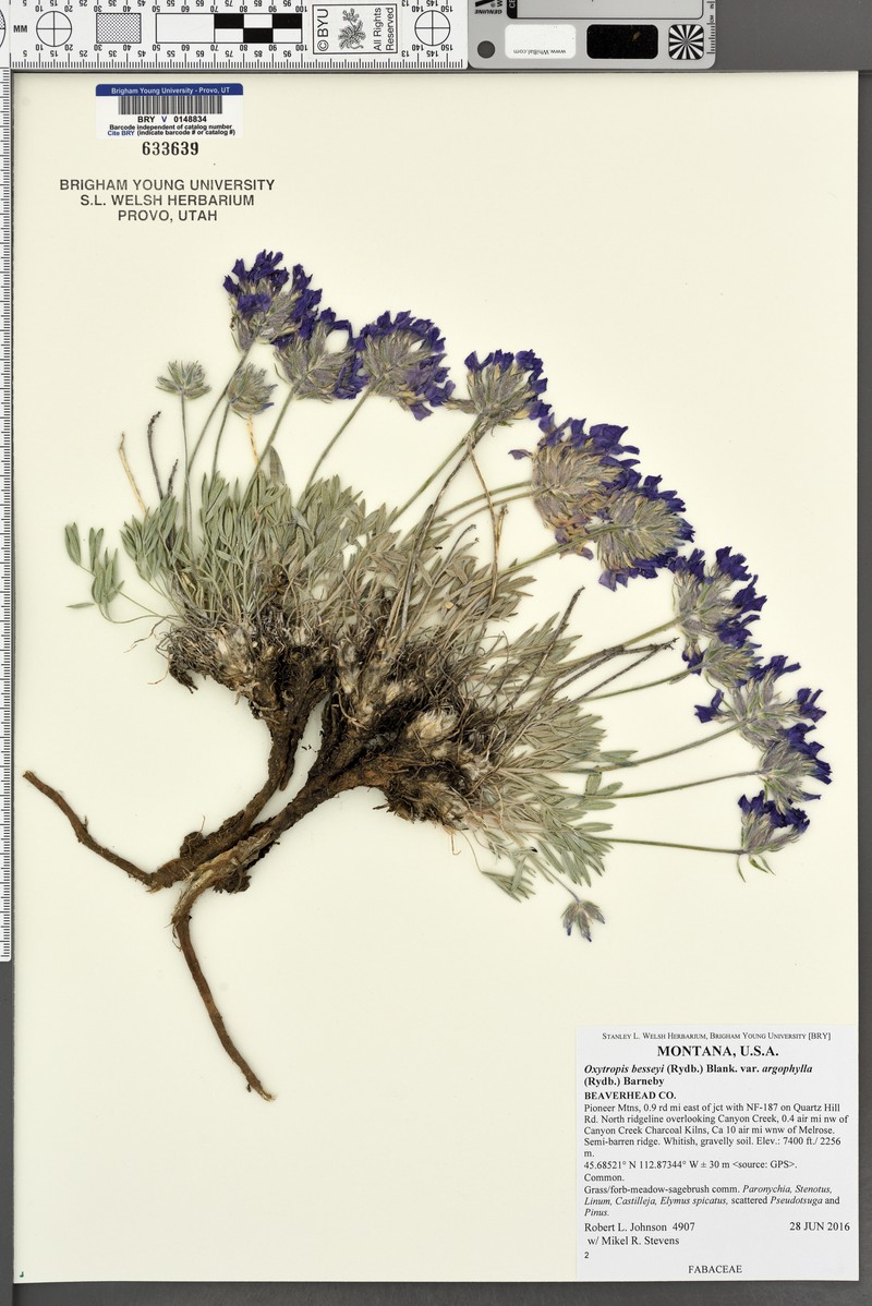 Oxytropis besseyi var. argophylla photo 4