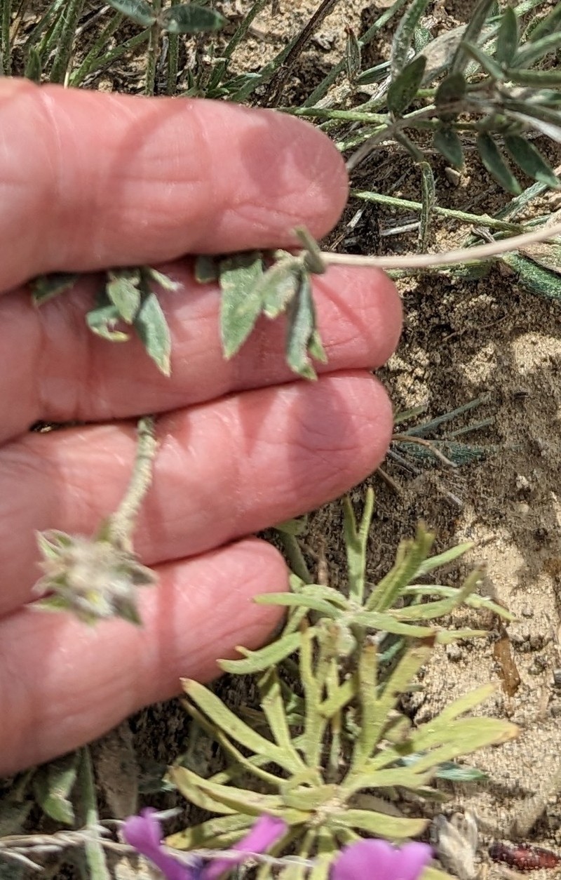 Oxytropis besseyi var. besseyi