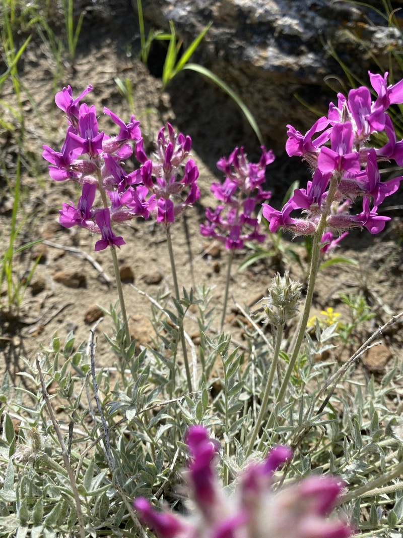 Oxytropis besseyi var. besseyi photo 2